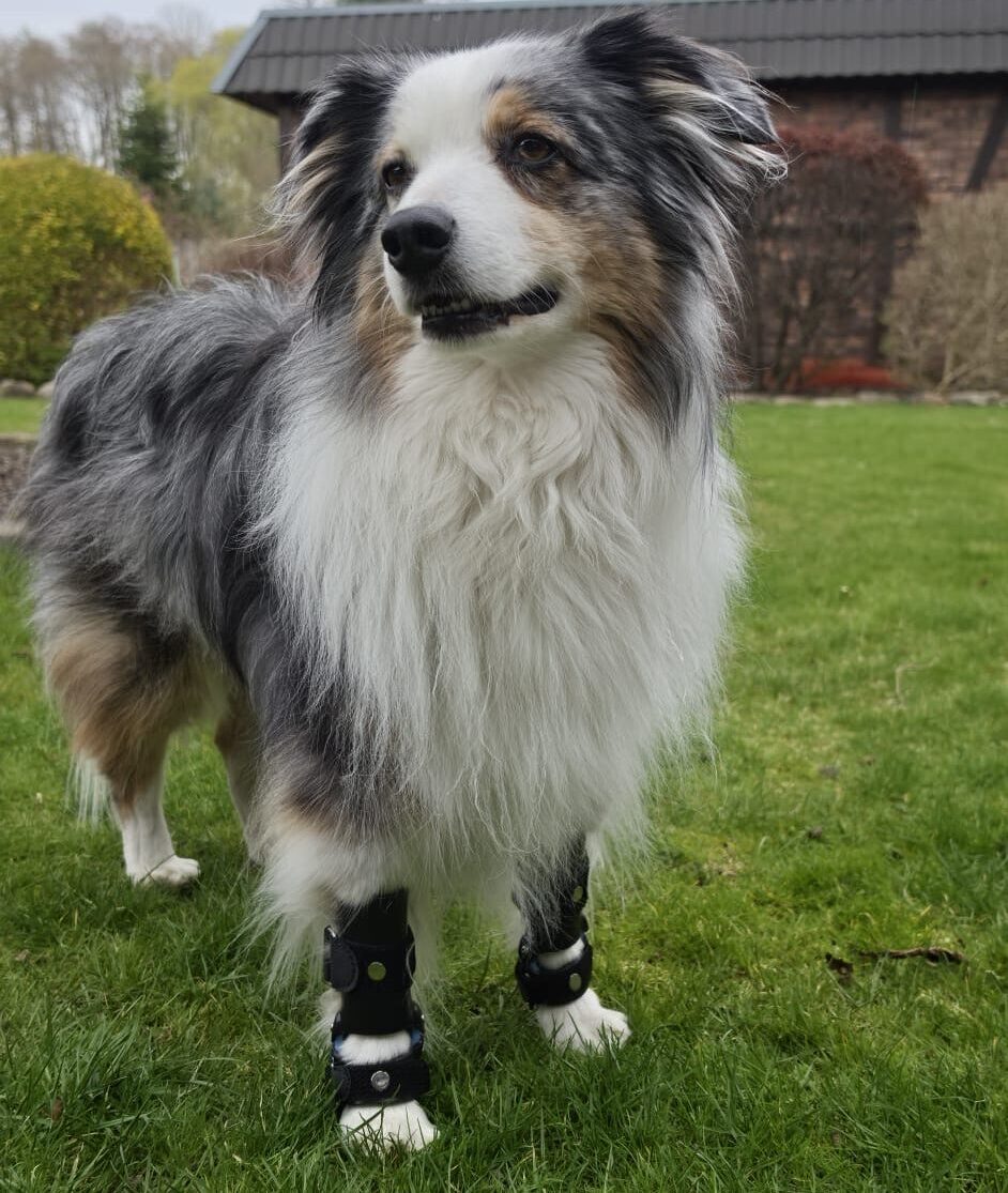 Hilfsmittel für Hunde — maßgefertigt aus Hamburg.